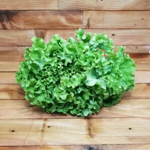 Salade Feuille de Chêne Blonde