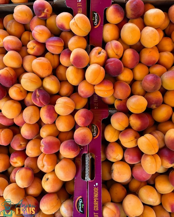 Anjou Frais
